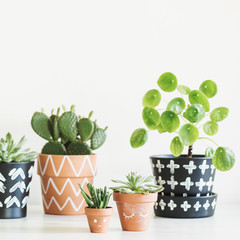Modern and stylish composition of home garden filled a lot of plants in different hipster pots. White background wall with copy space. Nature love. Flower concept.