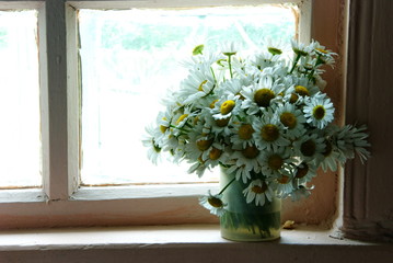 Still life with bouquet of daisies on windowsill. White chamomile on background of bright window. Window of a village house.