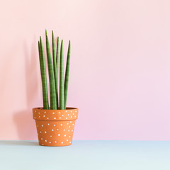 The stylish interior filled a cactus in hipster clay pot with copy space. Modern plant compostion with pink background wall.