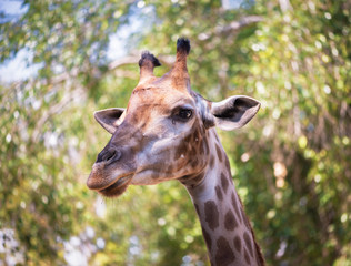 Details of the giraffe head on a green background in Chiang Mai Zoo, Thailand
