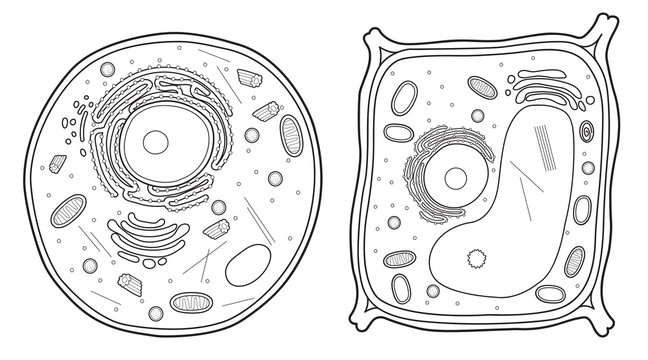 Animal Cell Diagram Images – Browse 36,327 Stock Photos, Vectors, and Video  | Adobe Stock