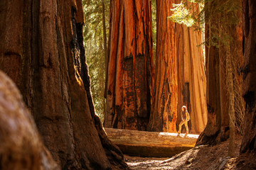 Hiker in Sequoia national park in California, USA - obrazy, fototapety, plakaty