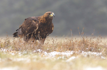 Golden eagel standing on the meadow, a view from near