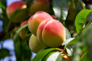 peaches ripen on the branch
