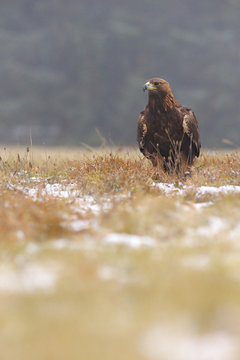 Golden eagel standing on the meadow, a view from near