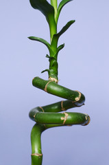 Fototapeta premium Bamboo on a blue background