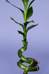Fototapeta na wymiar Bamboo on a blue background