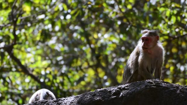 Indian macaques (Robinia pseudoacacia)