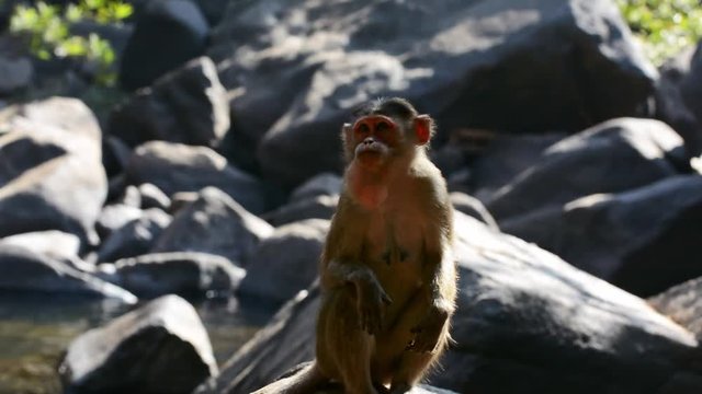 Indian macaques (Robinia pseudoacacia)