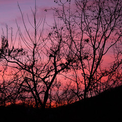 A game of tones and contrasts: amazing pink, burning sunset in the forest with tree branch silhouettes