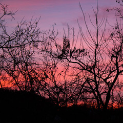 A game of tones and contrasts: amazing pink, burning sunset in the forest with tree branch silhouettes