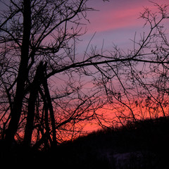 A game of tones and contrasts: amazing pink, burning sunset in the forest with tree branch silhouettes