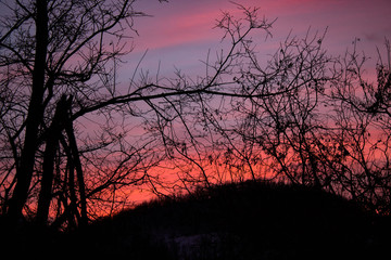 A game of tones and contrasts: amazing pink, burning sunset in the forest with tree branch silhouettes