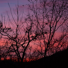 A game of tones and contrasts: amazing pink, burning sunset in the forest with tree branch silhouettes