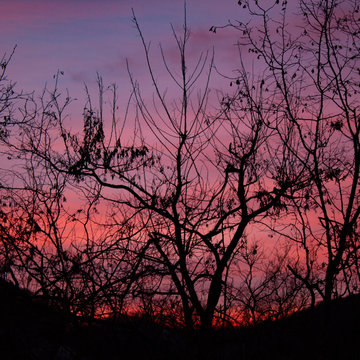 A game of tones and contrasts: amazing pink, burning sunset in the forest with tree branch silhouettes © laura