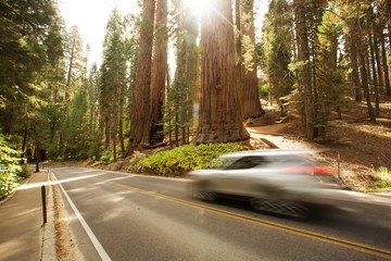 Fototapeta premium Sunset in Sequoia national park in California, USA