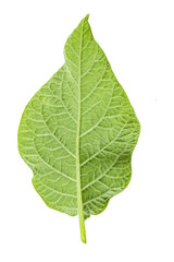 reverse side of potato leaf