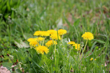 Spring blooming dandelions rich yellow color. Close-up of the Bush on a blurred background of young green grass.