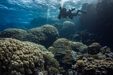 Fototapeta na wymiar Diver on coral reef in Sataya in Red Sea