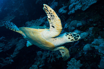 Sea turtle in Red Sea