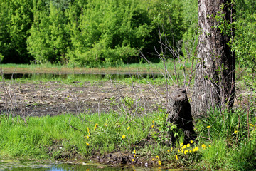 An island of green grass, a stump and a tree trunk in the middle of a spilled river. Spring in the village.