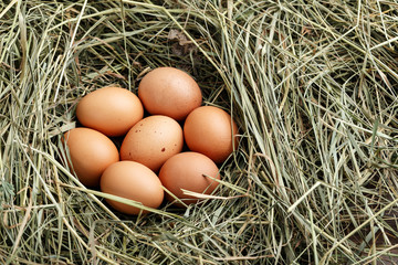 eggs in the straw