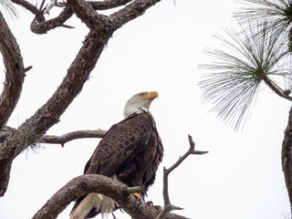 BALD EAGLES