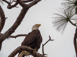 BALD EAGLES