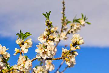 Flowering Almond Branch.