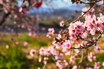 Flowering Almond Branch.