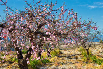 Flowering Almond Branch.