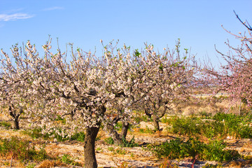 Flowering Almond Branch.