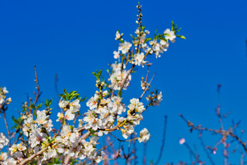 Flowering Almond Branch.