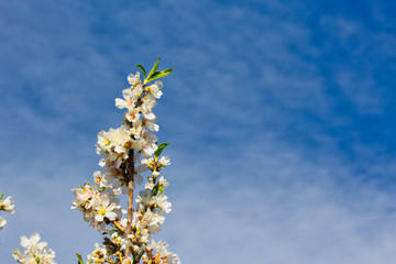 Flowering Almond Branch.