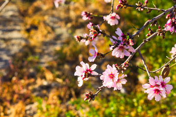 Flowering Almond Branch.