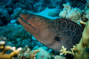 Moray in Red Sea