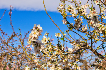 Flowering Almond Branch.