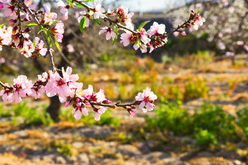 Flowering Almond Branch.