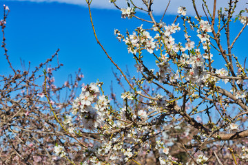 Flowering Almond Branch.