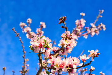 Flowering Almond Branch.