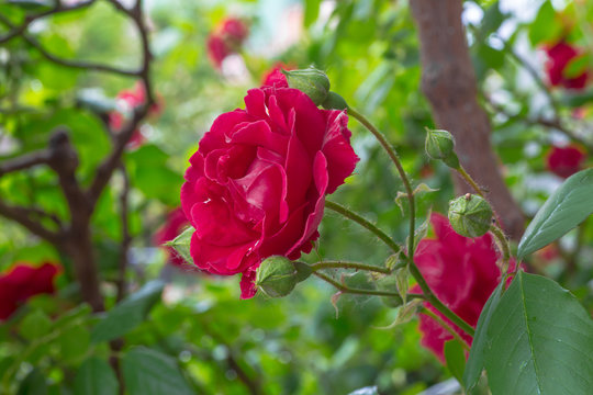 blooming roses in a garden