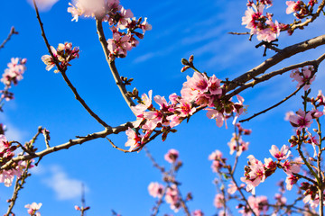 Flowering Almond Branch.