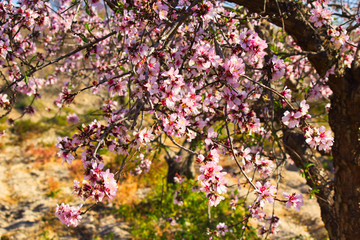 Flowering Almond Branch.