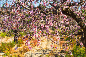 Flowering Almond Branch.