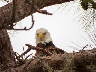 BALD EAGLES