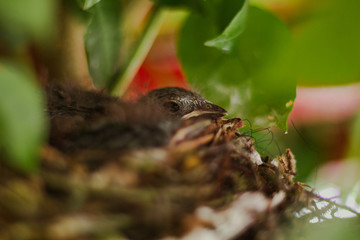 bird on branch