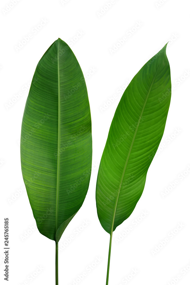 Poster Banana like green leaves of Strelitzia and Heliconia tropical forest plants isolated on white background, clipping path included.