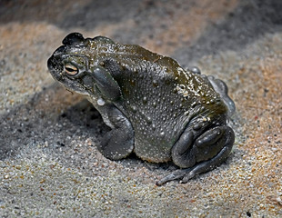 Colorado river toad also known as sonoran desert toad. Latin name - Bufo alvarius
