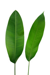 Banana like green leaves of Strelitzia and Heliconia tropical forest plants isolated on white background, clipping path included.