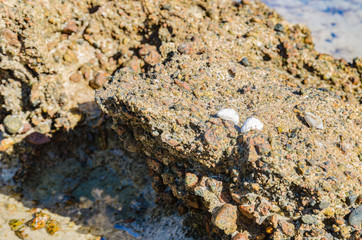 sea coast with beautiful stones and shells Sunny day